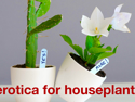 202208131430-285|0813|1430|20210|Erotica for Houseplants|20390